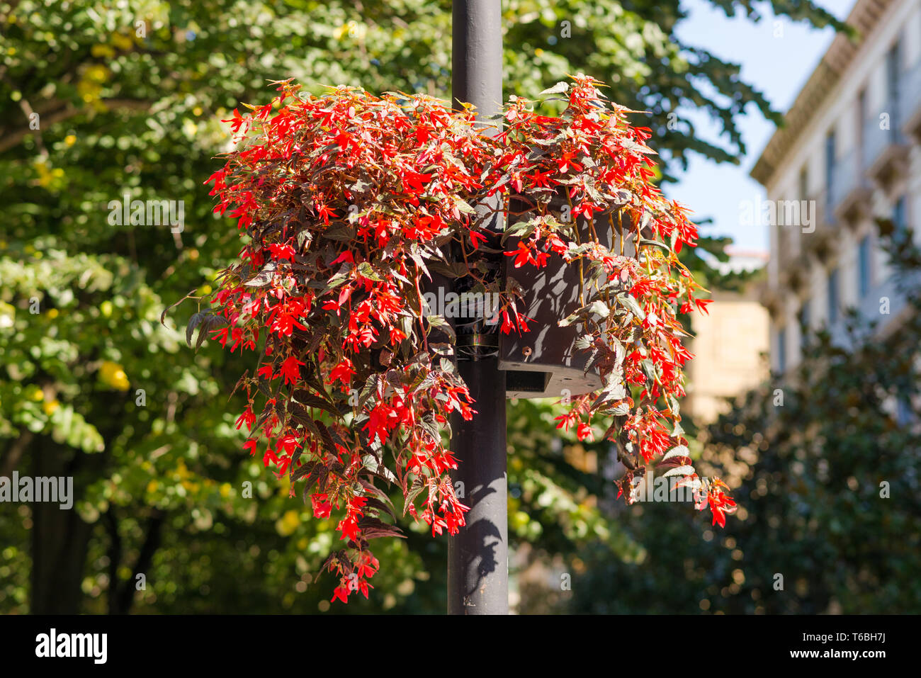 Flowers on street lights in Donostia San Sebastian Stock Photo Alamy