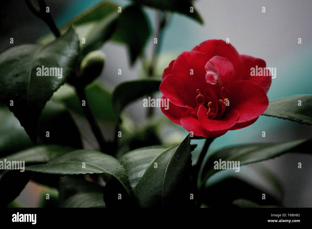 Red Camellia Flower High Resolution Stock Photography and Images - Alamy