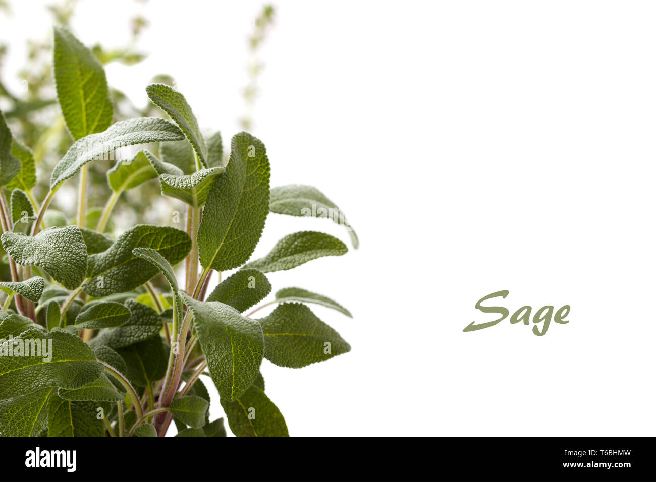 Spice plant sage Stock Photo