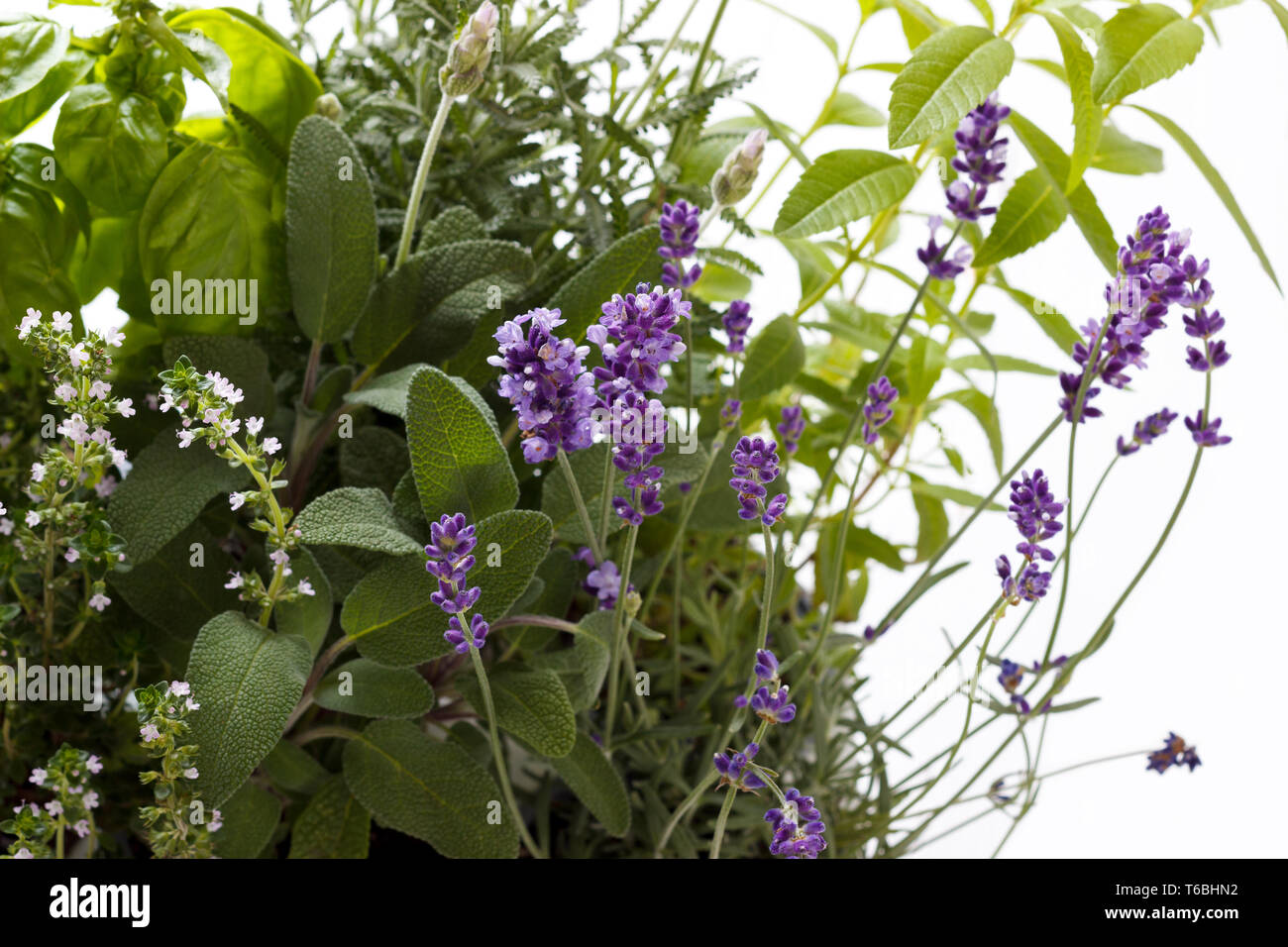 bunch of fresh herbs Stock Photo Alamy