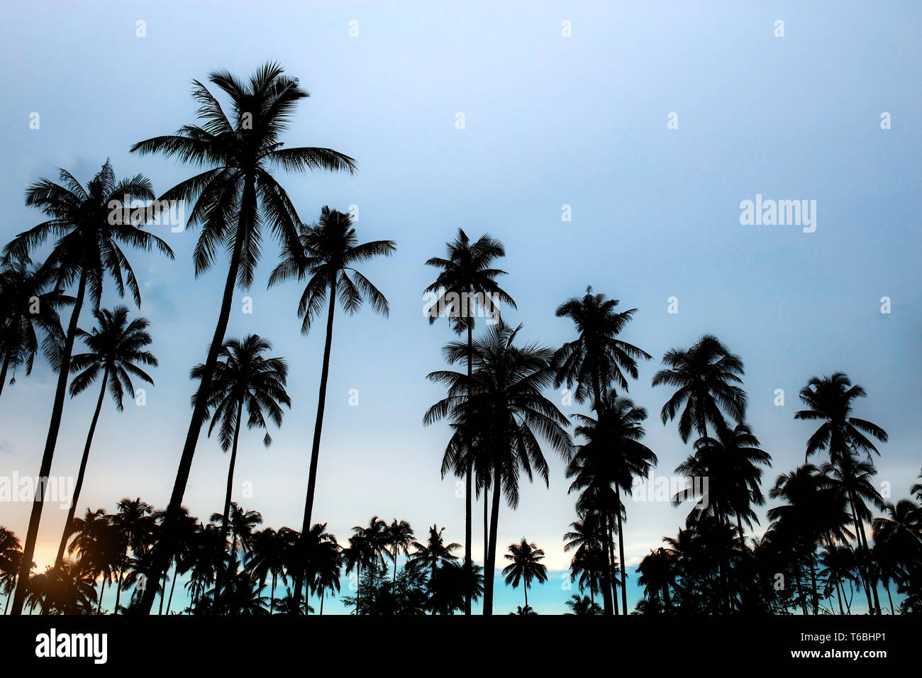 Palm tree with silhouette at blue sky background Stock Photo - Alamy