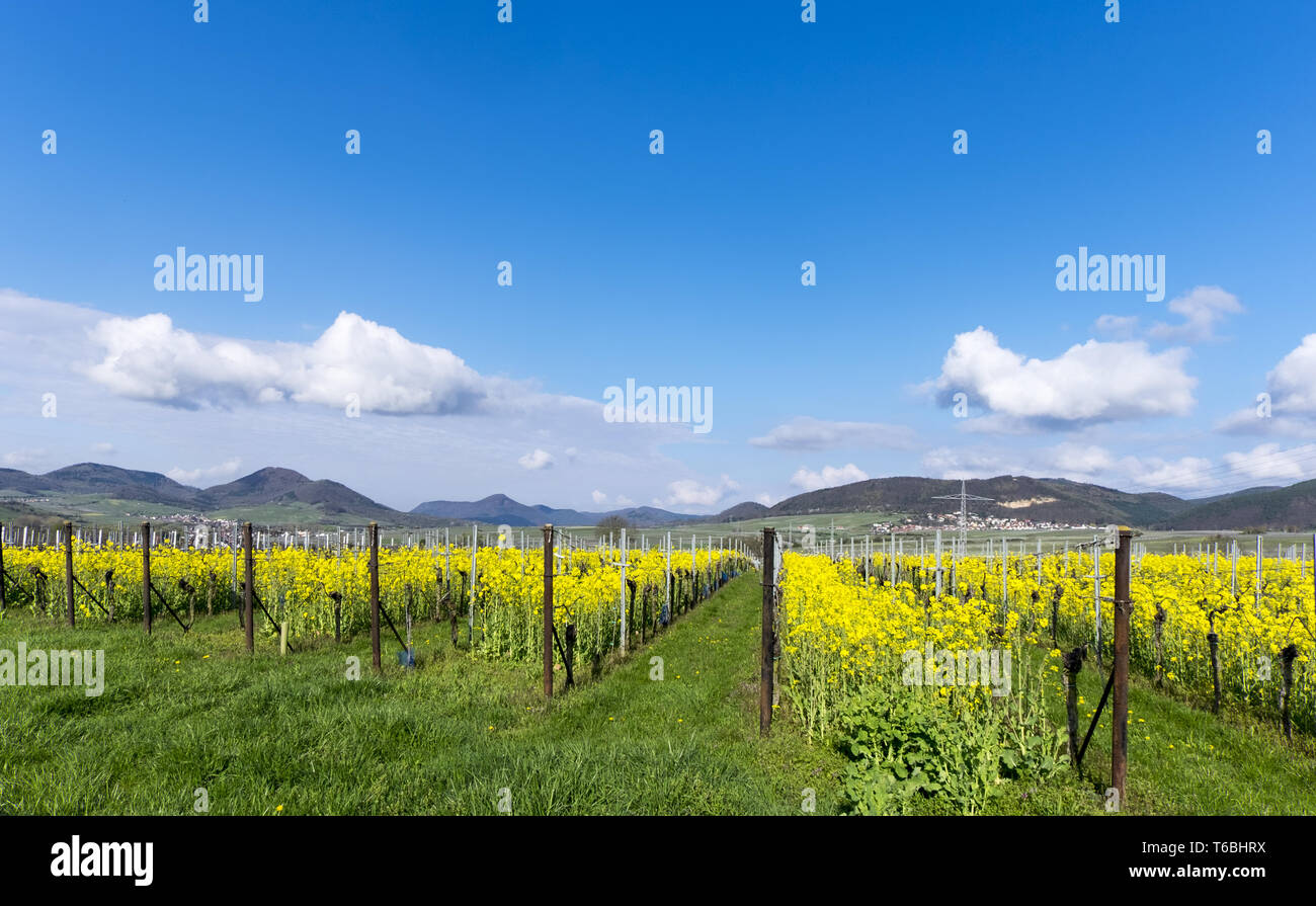 Wine fields with rapeseed, South Palatinate Stock Photo