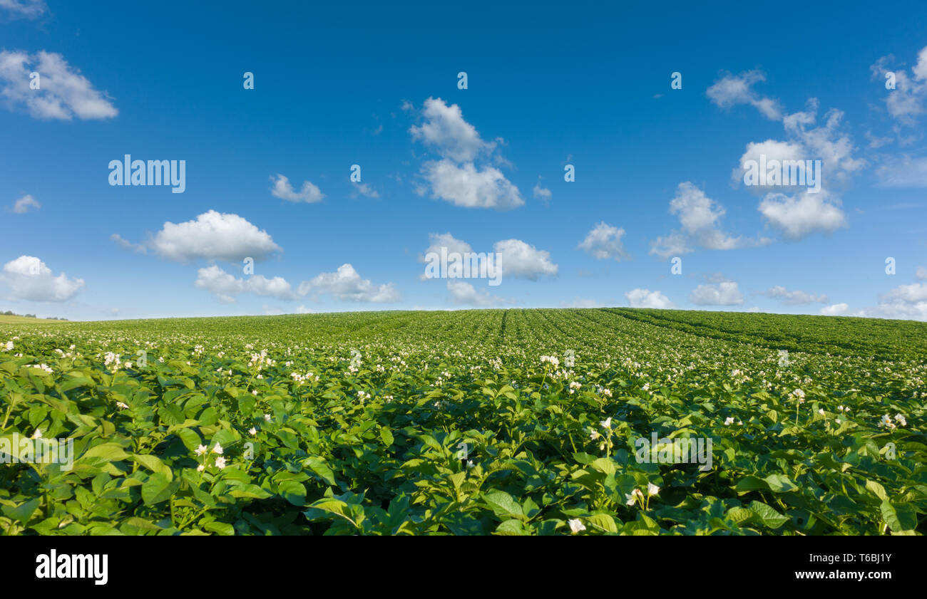 Beautiful potato field and blue sky. Green field of blooming potato at beautiful day. Stock Photo