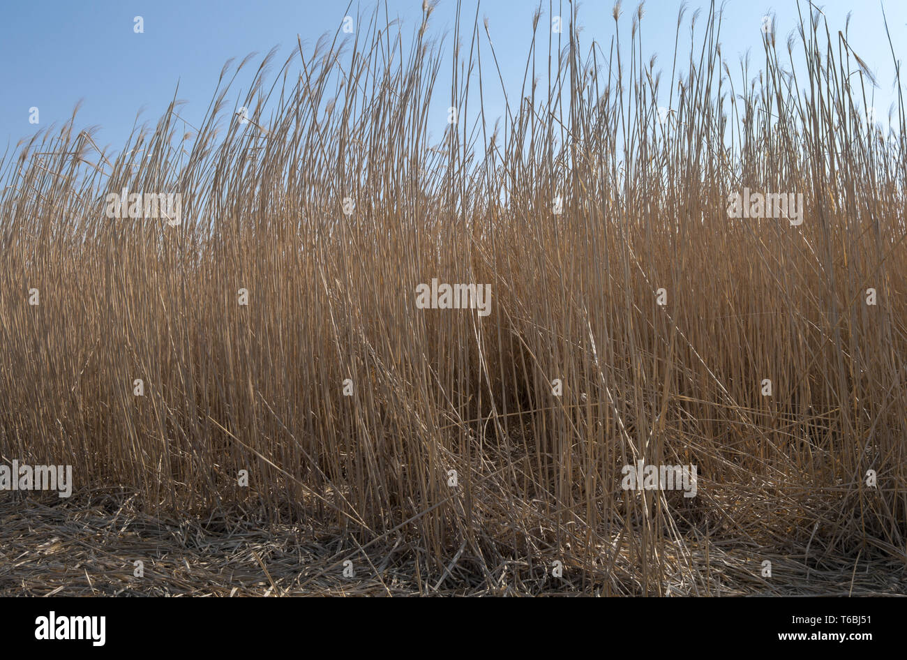Giant Miscanthus Miscanthus Giganteus Stock Photo Alamy