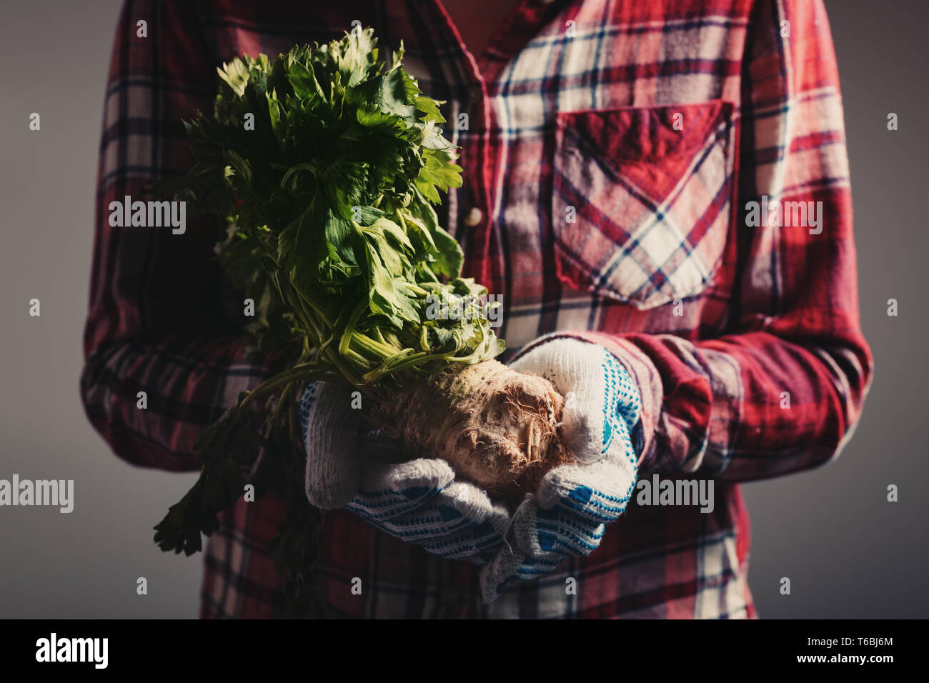 Farmer holding harvested celery in hands, female farm worker with root