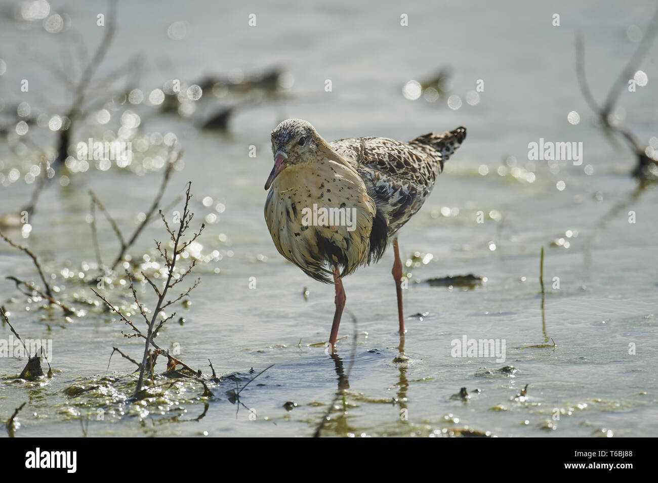European Ruff High Resolution Stock Photography and Images - Alamy