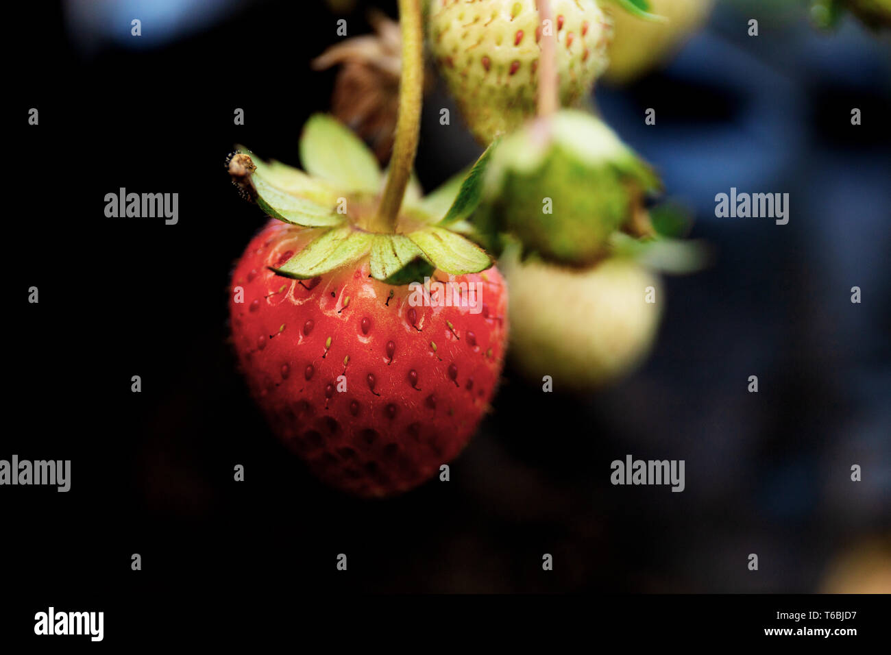 Strawberry of ripe on tree in farm with black background Stock Photo ...