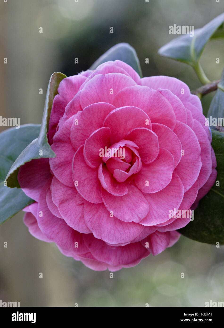 Camellia Bill Stewart Stock Photo