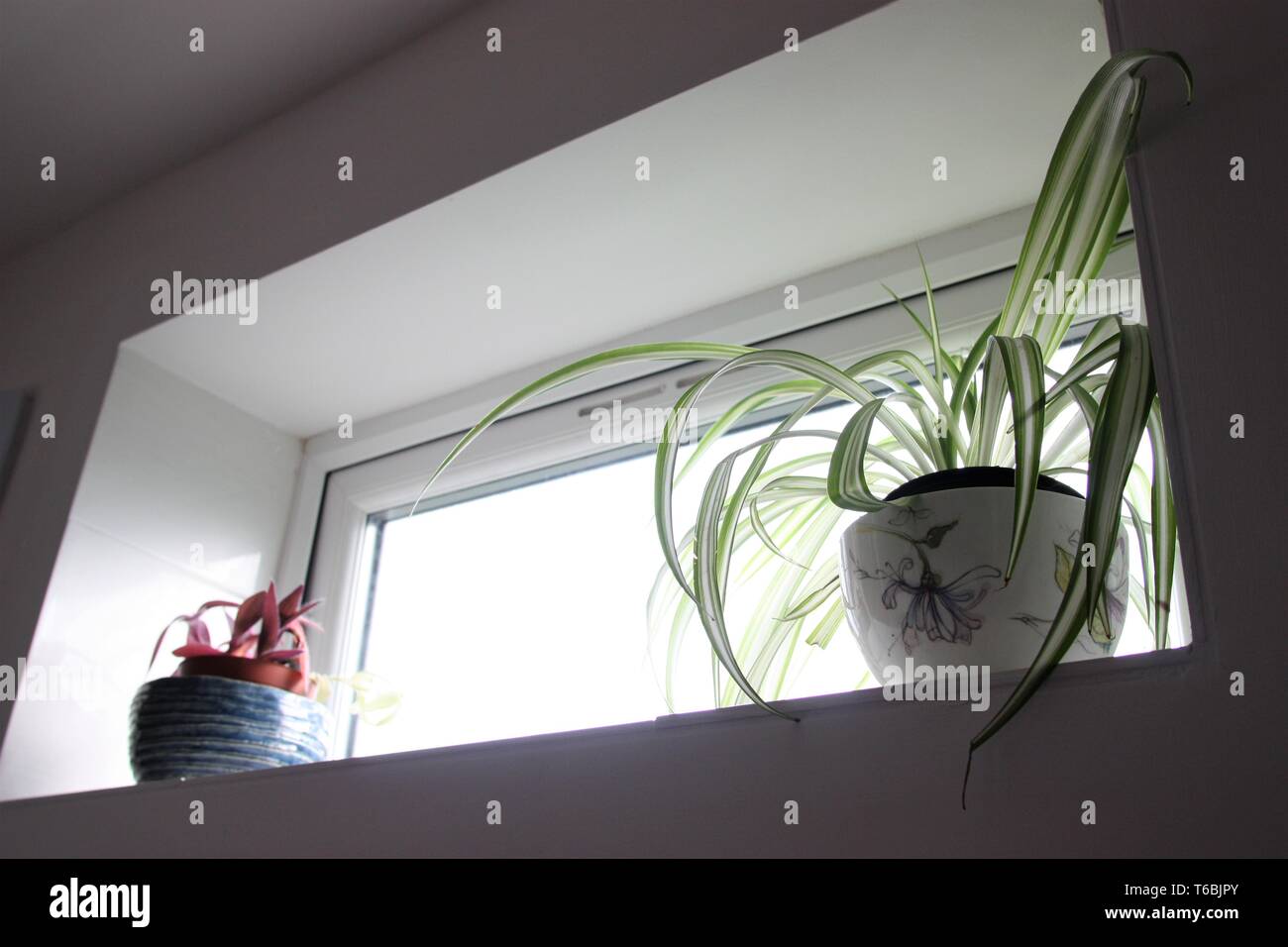 Plant pots in a bathroom on a small window sill Stock Photo Alamy
