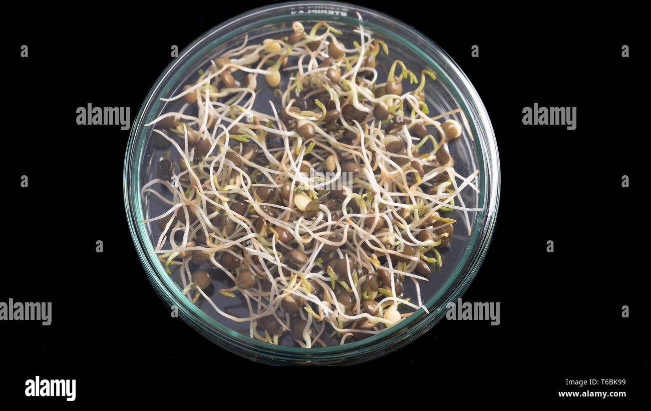 Microgreen sprouts quality control in Sanitary and epidemiological