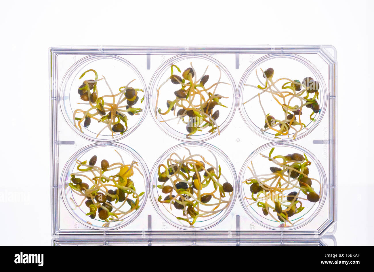 Microgreen sprouts quality control in Sanitary and epidemiological