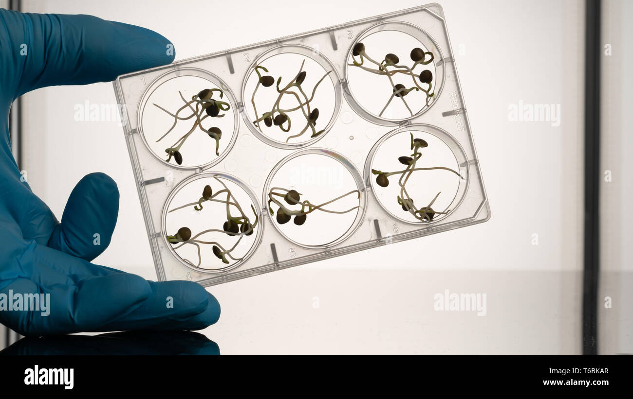 Microgreen sprouts quality control in Sanitary and epidemiological