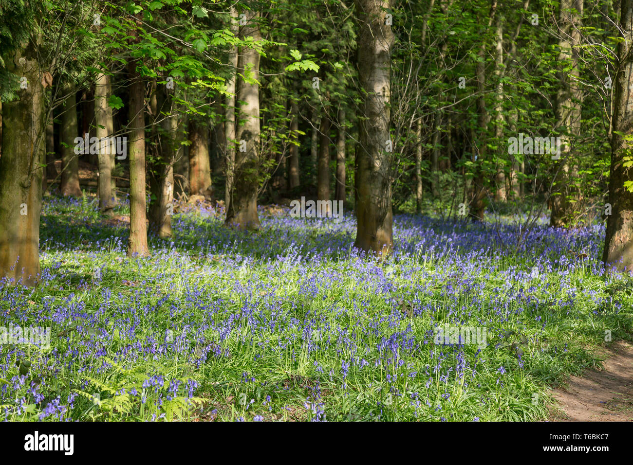 Bluebell wood, Great Britain. English common bluebells (Hyacinthoides non-scripta) in natural UK woodland. Stock Photo