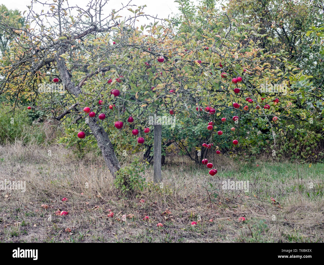 Apple tree in orchard, harvest season Stock Photo Alamy