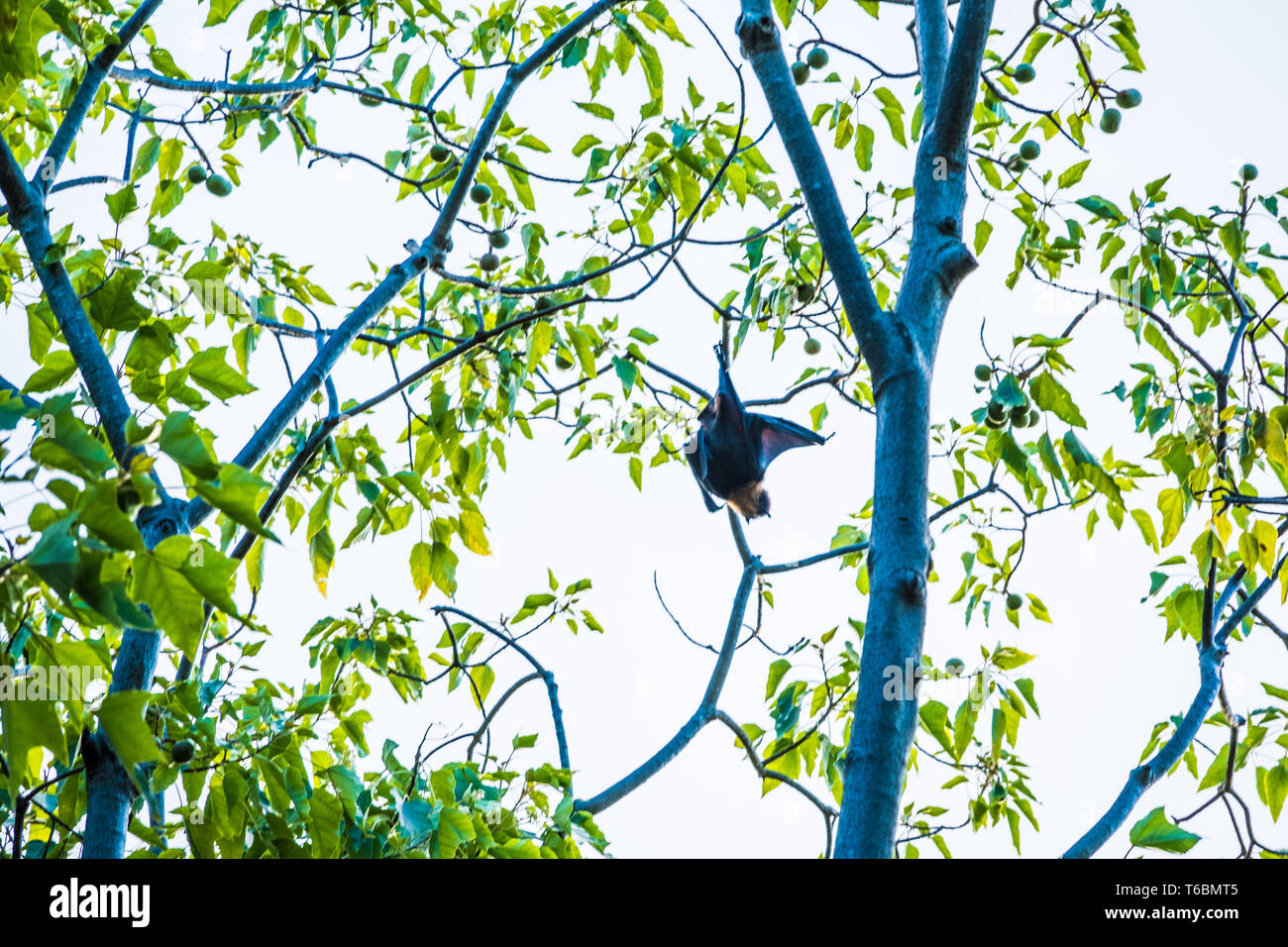 Large fruit bats (flying foxes) hanging off a tree Stock Photo
