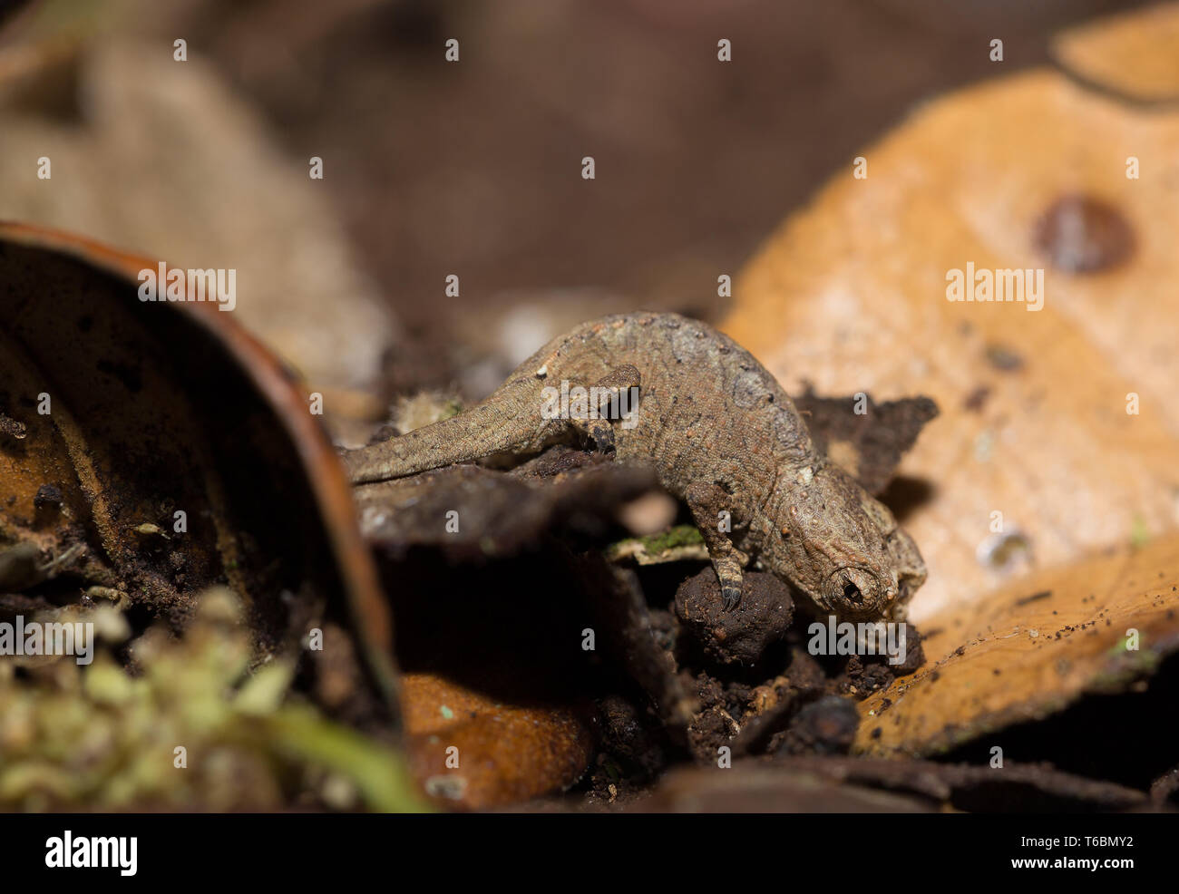 tiny chameleon Brookesia micra (Brookesia minima) Stock Photo