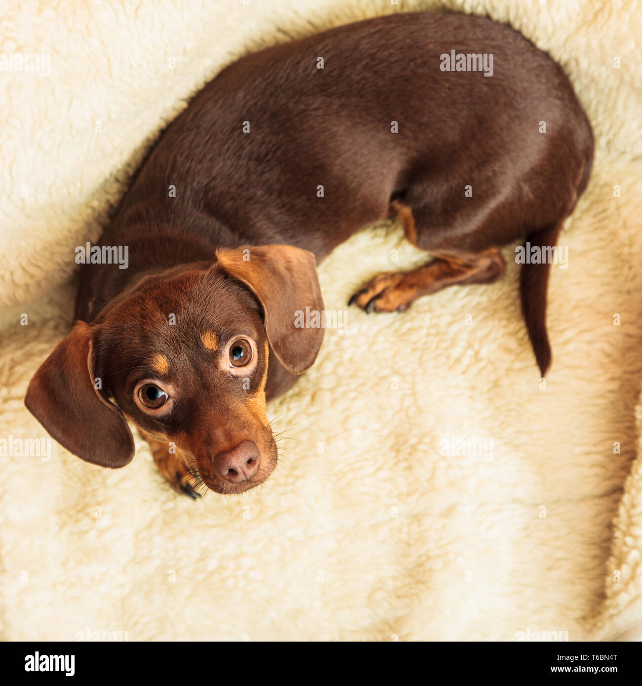 Shih tzu mixed clearance with wiener dog