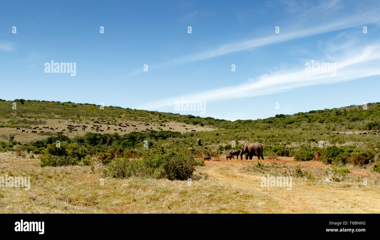 Field full of Buffaloes and elephants at the watering hole Stock Photo