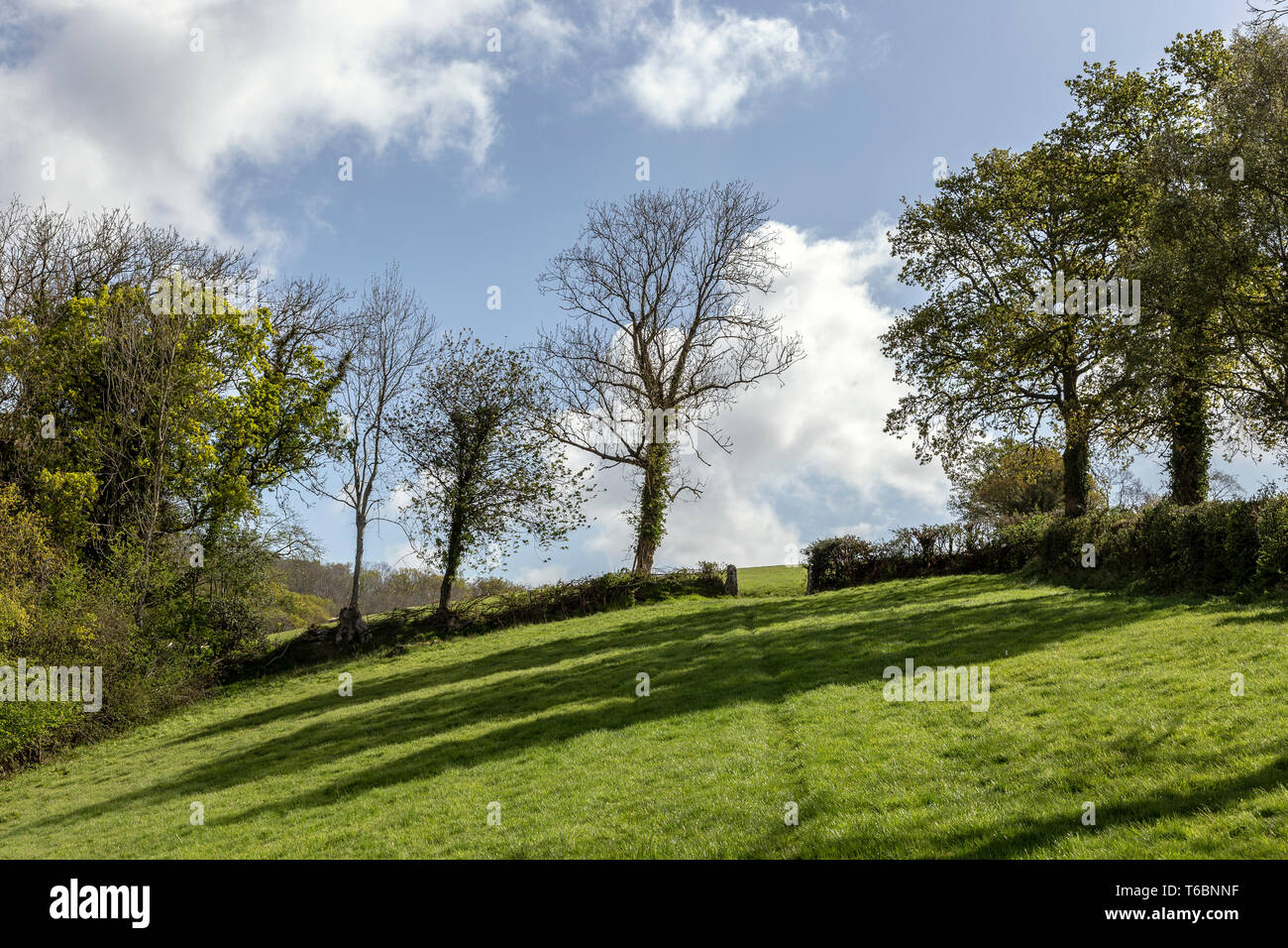 Devon fields,Devon fields and hedgerows,oak trees,A Devon hedge, a