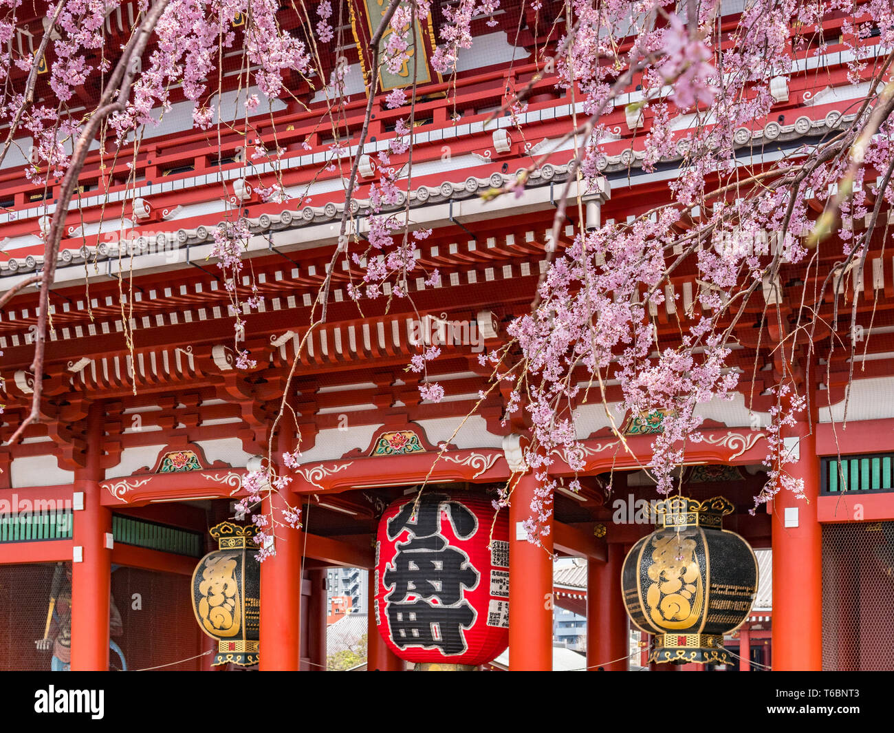 Cherry blossom at Senso-ji Buddhist Temple in Tokyo, Japan Stock Photo