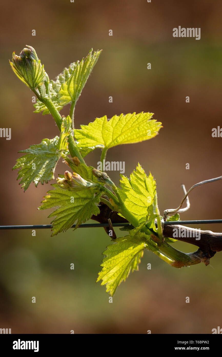 First leaves and buds of vines in Beaujolais in spring Stock Photo