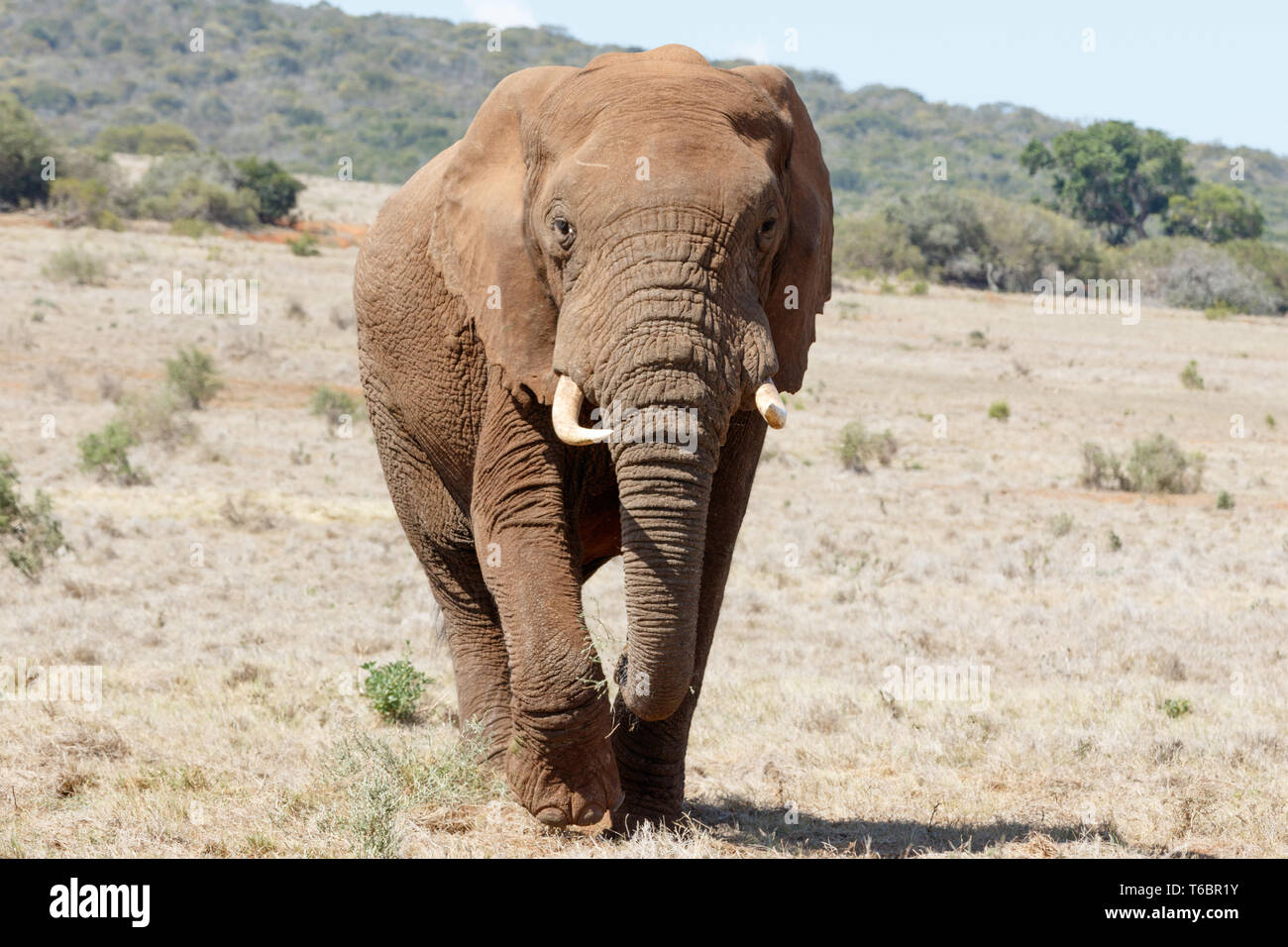 In front of us The Huge African Bush Elephant Stock Photo