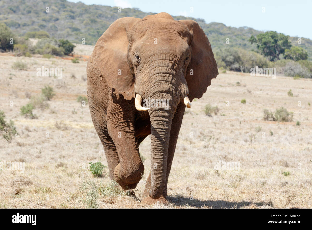 Coming Closer - African Bush Elephant Stock Photo