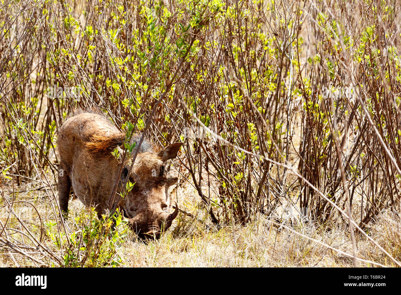 They can not see me -  The common warthog Stock Photo