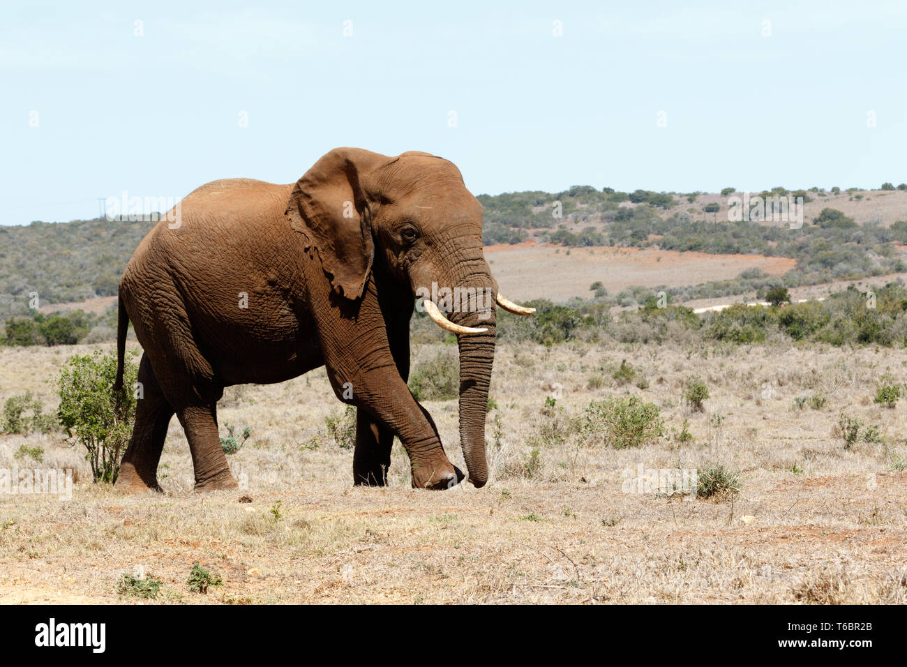 Big Male African Bush Elephant Stock Photo