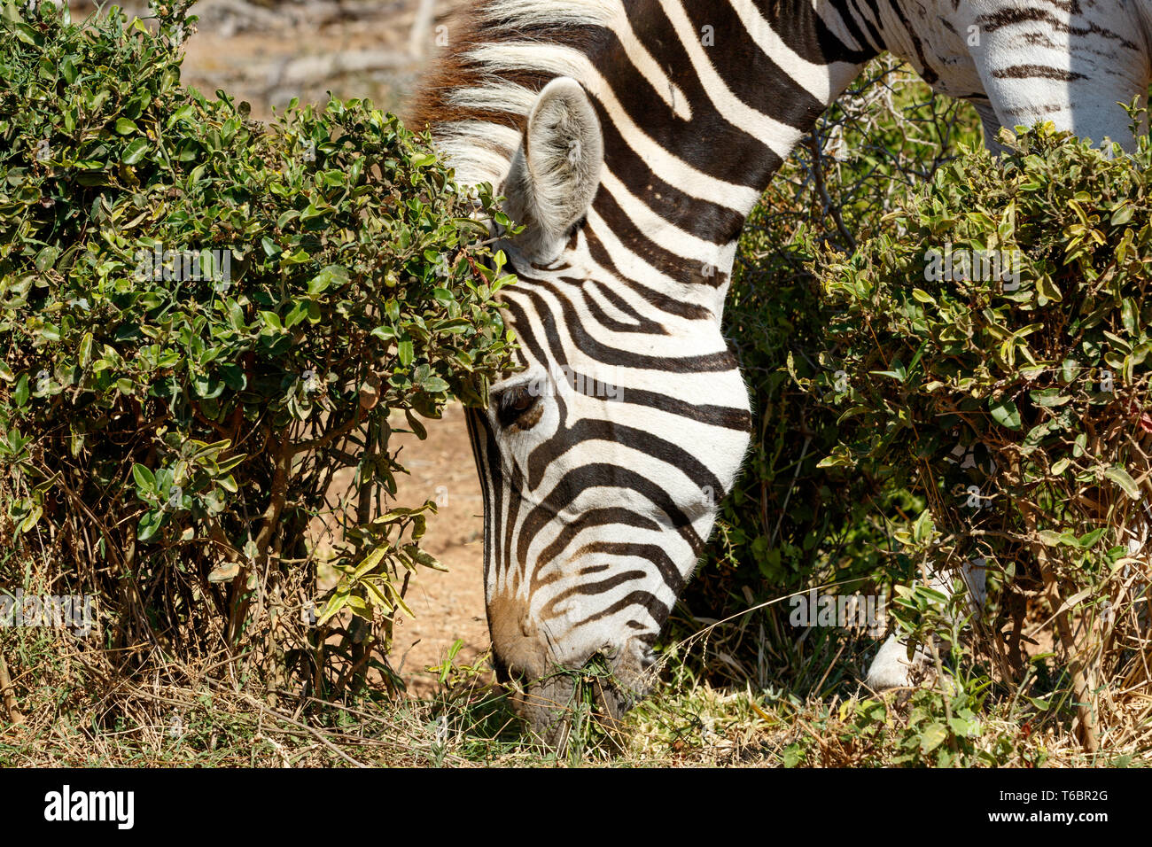 Close up of Burchells Zebra Eating Grass Stock Photo