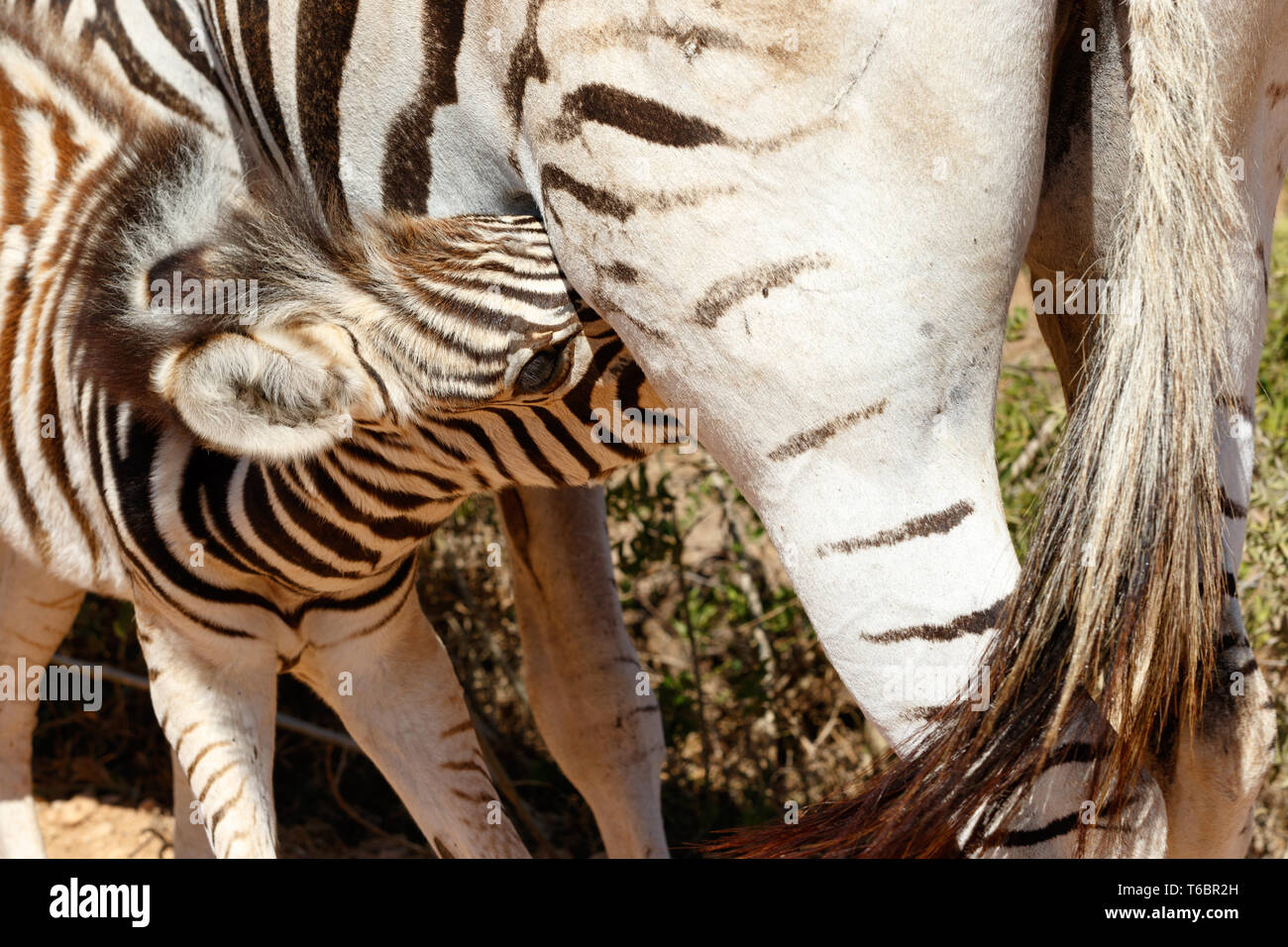 Baby Burchell's Zebra drinking from mom Stock Photo