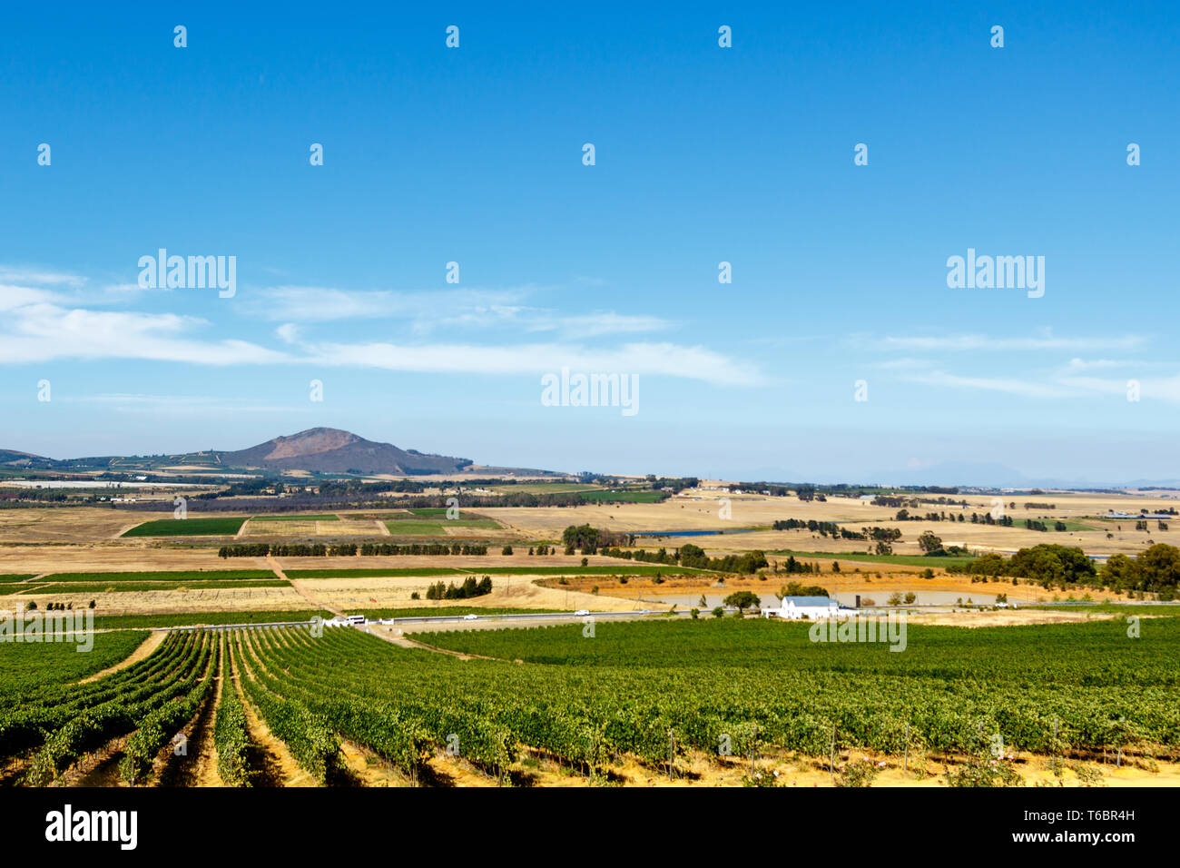 Citrus bush field with the mountain view Stock Photo