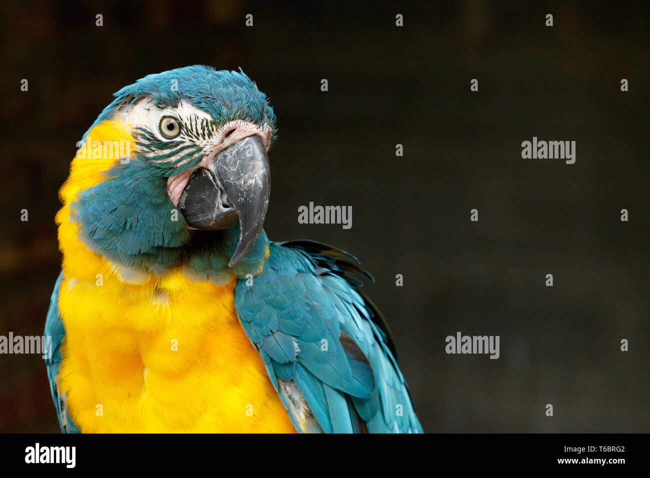 Parrot turning his head to look at you Stock Photo