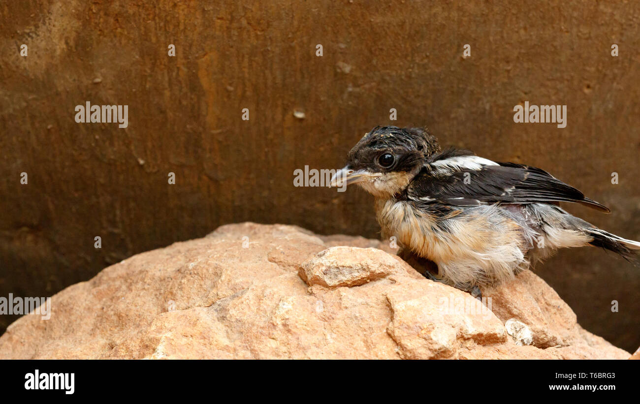 Baby bird resting on a rock Stock Photo