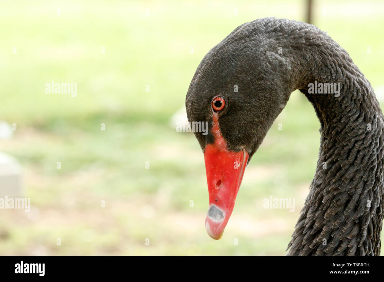 Black Swan bowing his head Stock Photo