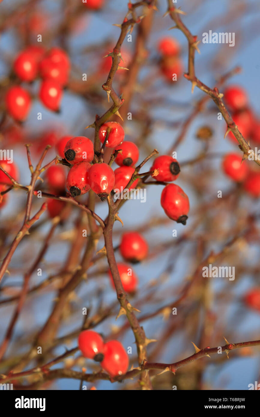 Thorn bush bright red berries hires stock photography and images Alamy