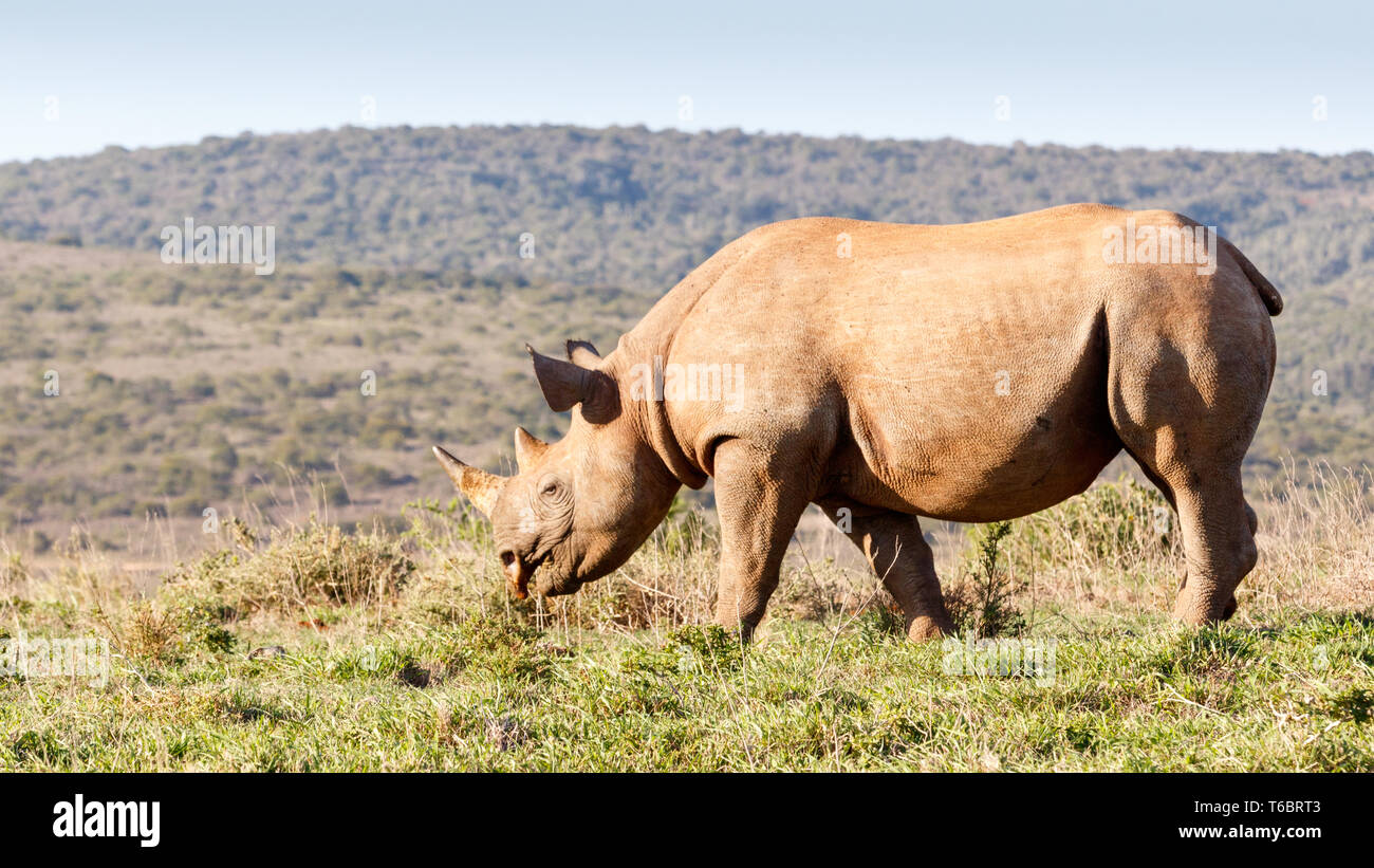 Black Rhinoceros eating grass Stock Photo