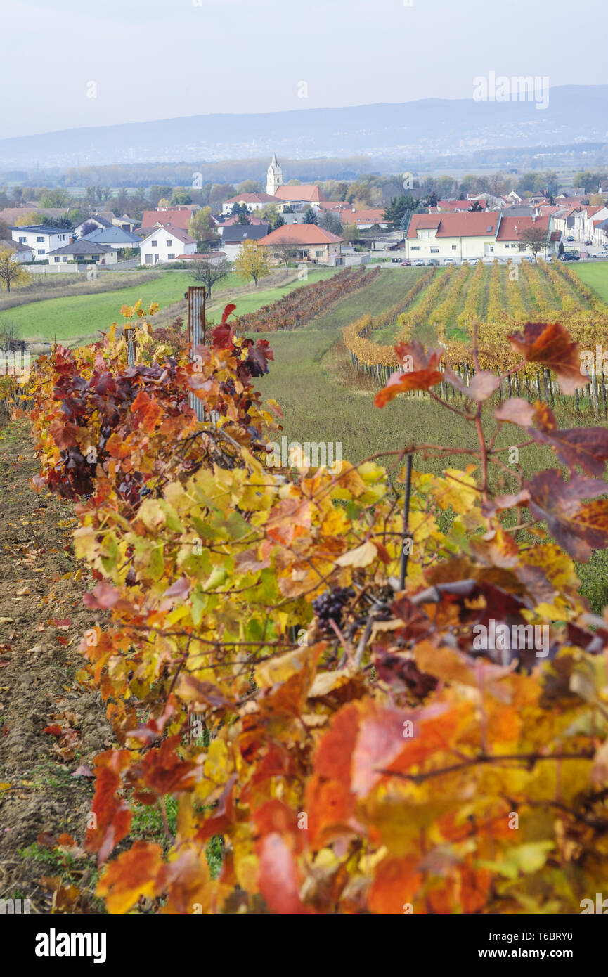 Municipality of Oslip in the Burgenland with vineyards Stock Photo