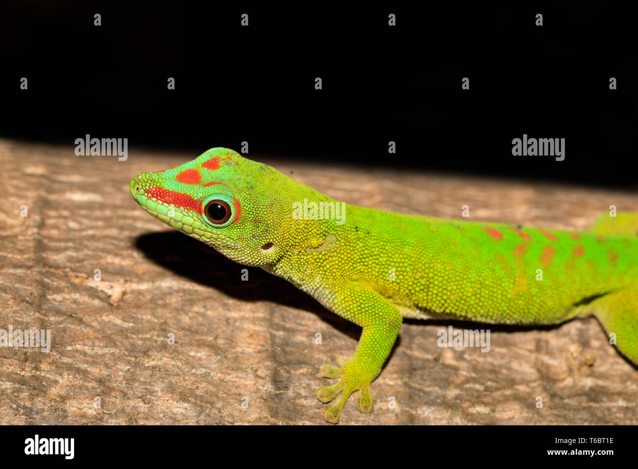 Phelsuma madagascariensis day gecko, Madagascar Stock Photo