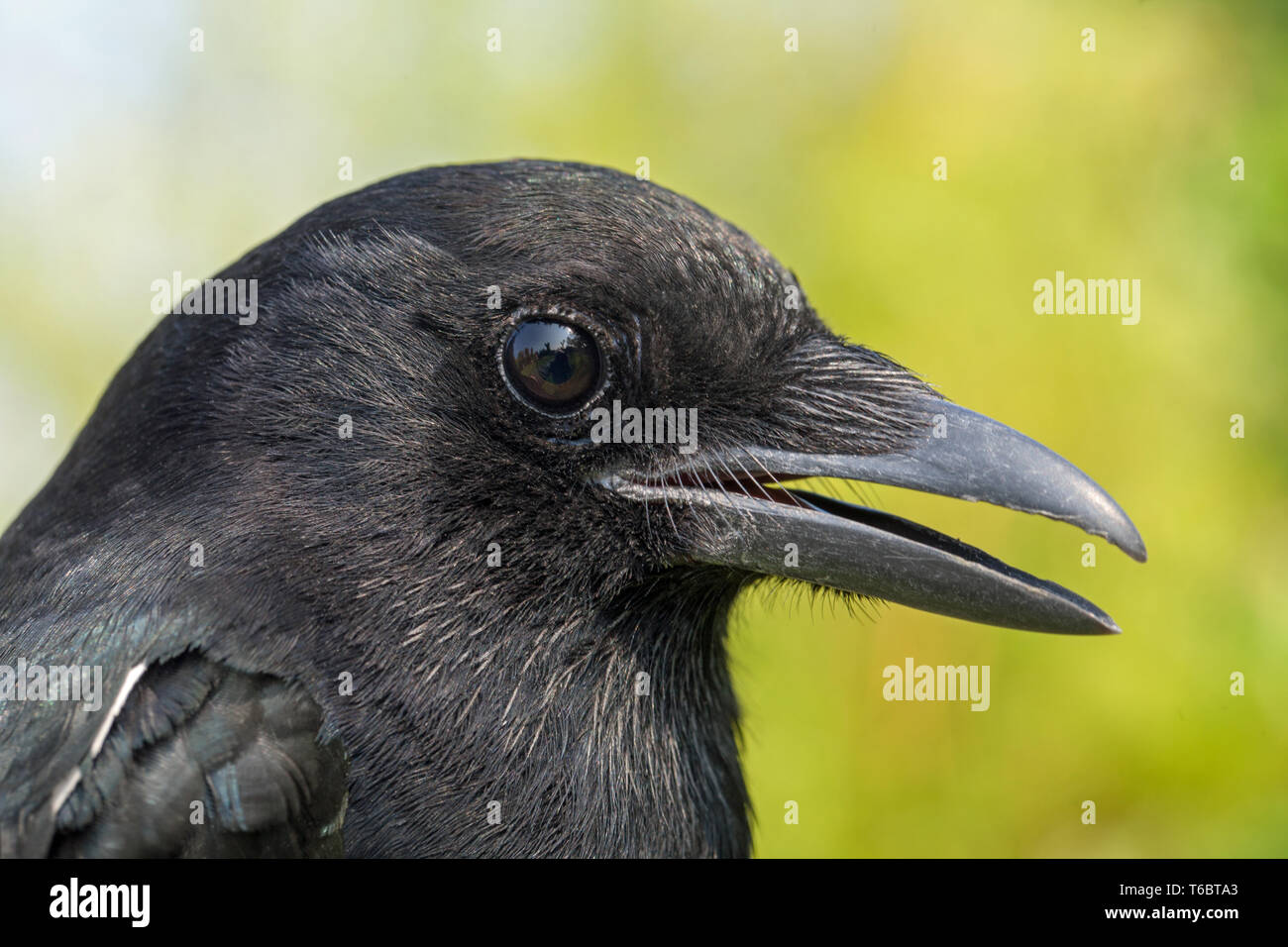 Magpie (Pica pica). Hand tame talking bird. Capable imitating other than corvid sounds, including mimicking the human voice. Stock Photo