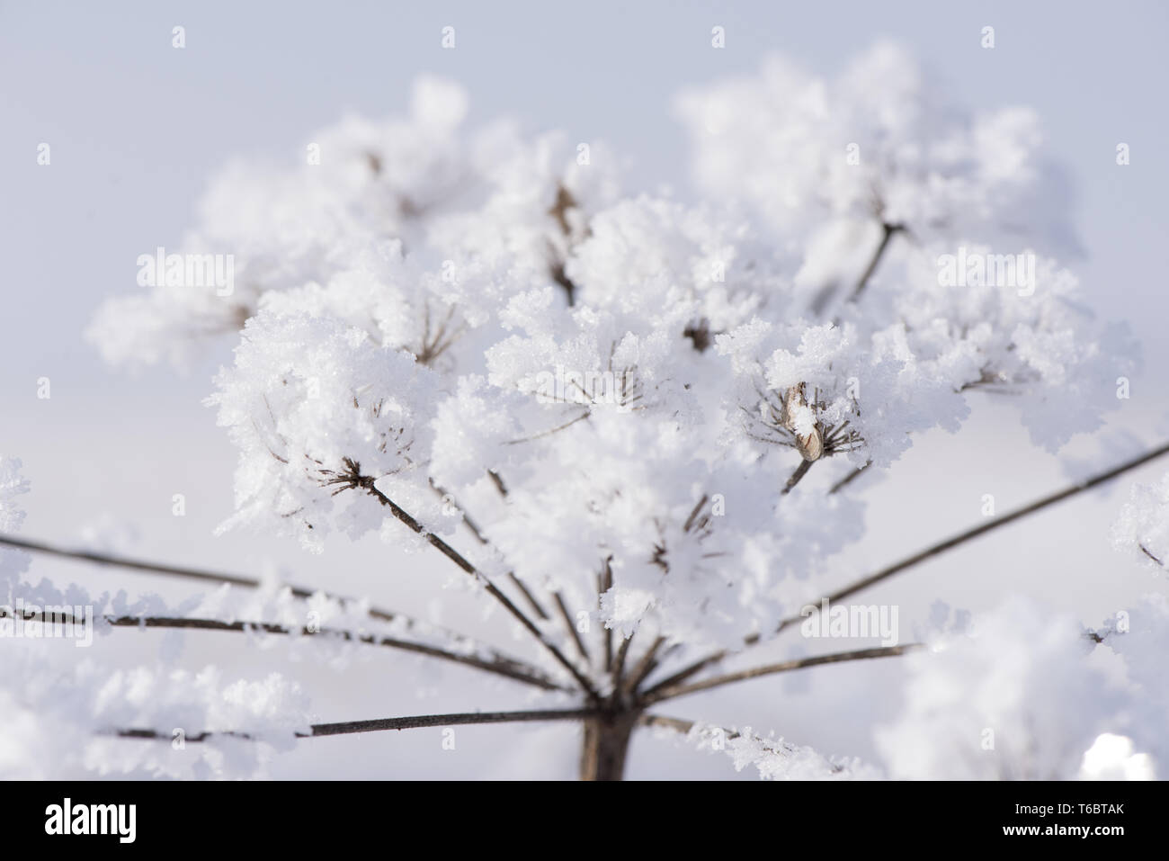 plant in winter with snow and hoarfrost Stock Photo - Alamy