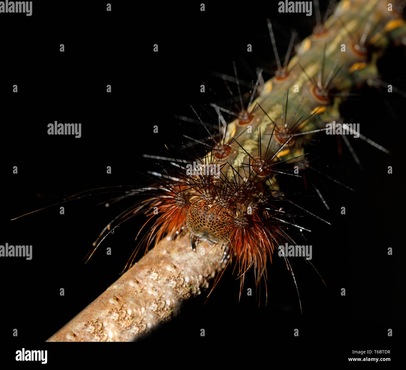 Caterpillar Founded In Nosy Mangabe Madagascar Stock Photo Alamy