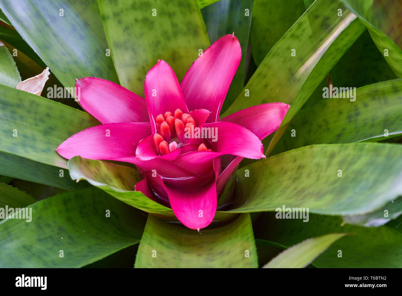 Flower of a bromeliad in a greenhouse Stock Photo