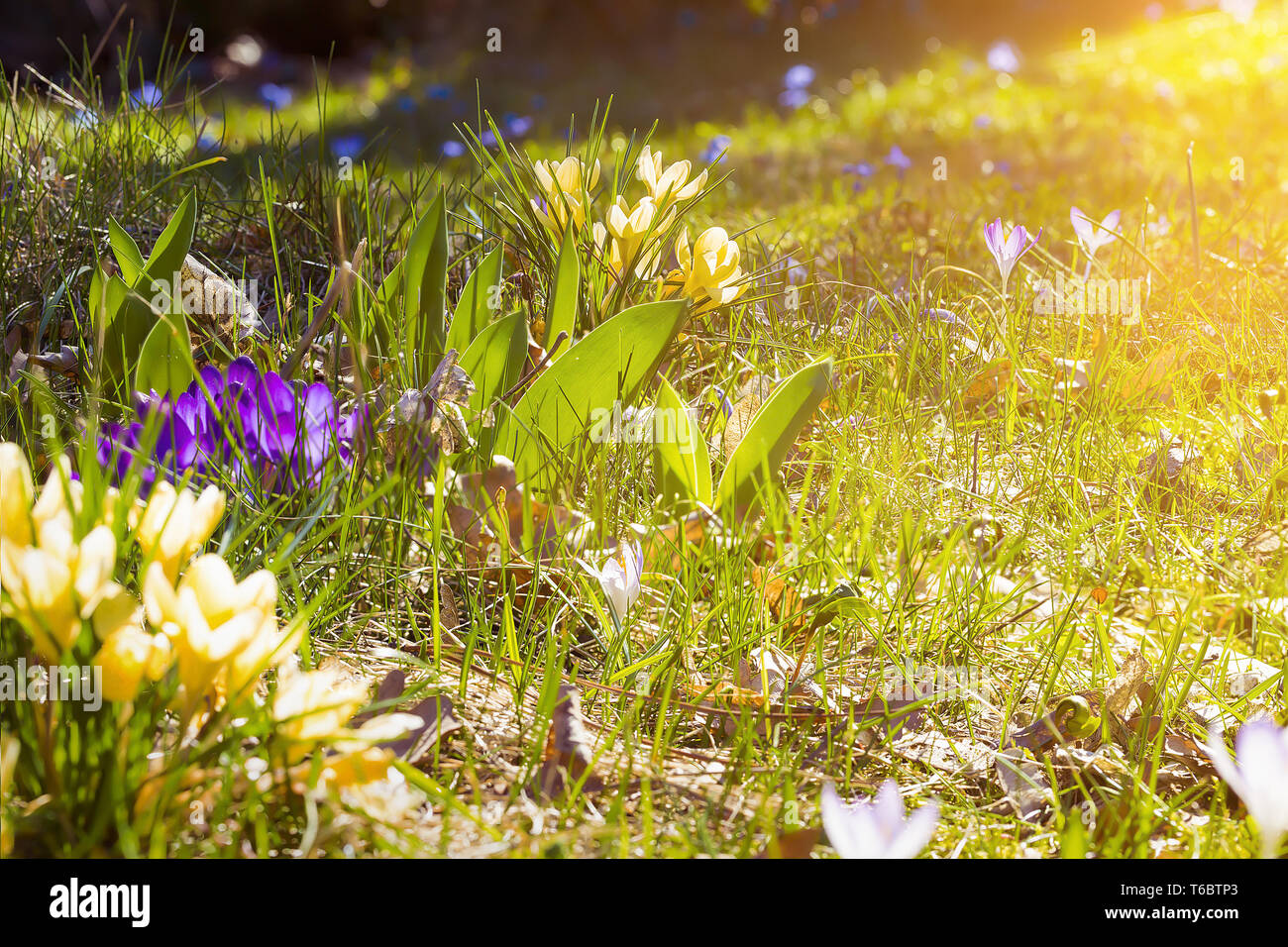 flower meadow in spring with sunflare Stock Photo
