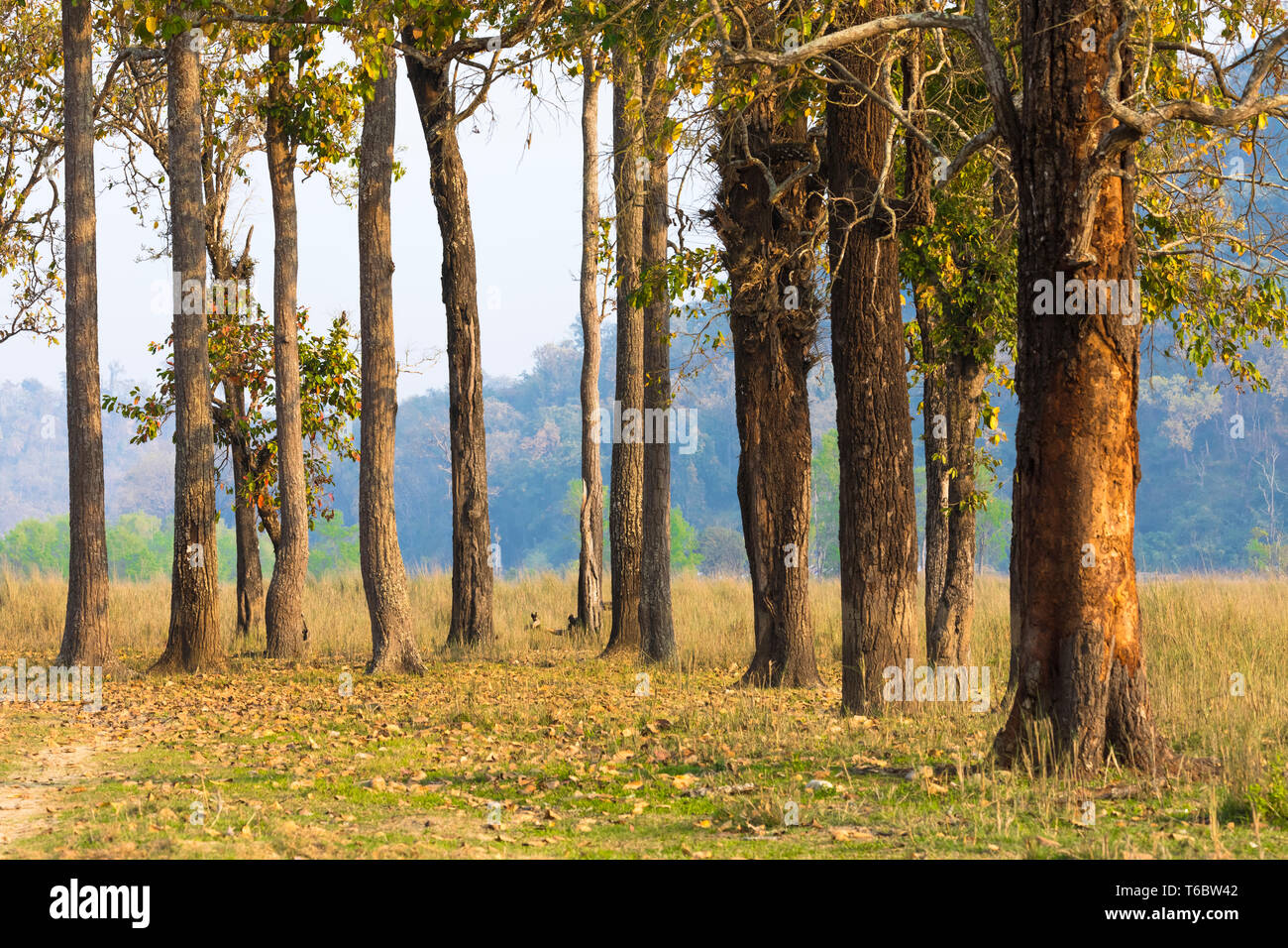 A group of Trees chitwan Nationals Nepal Stock Photo