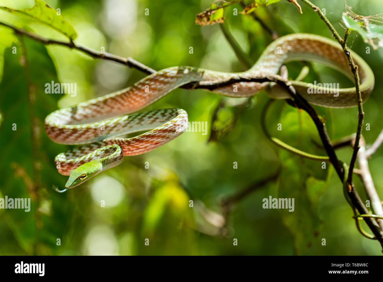 green Asian Vine Snake (Ahaetulla prasina) Stock Photo