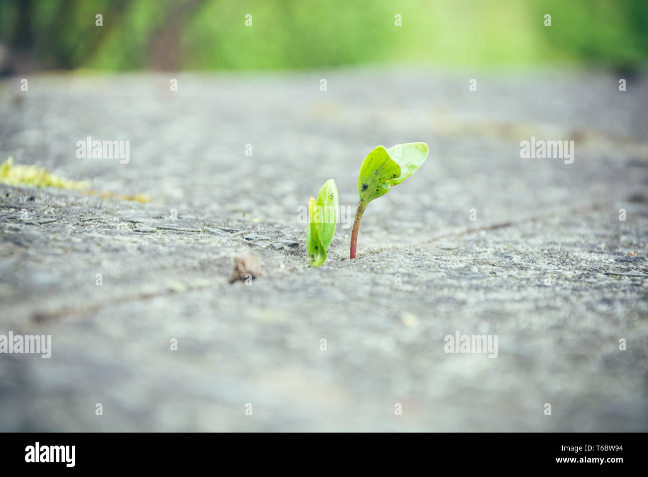 Spring plant growing up between paving stones Stock Photo