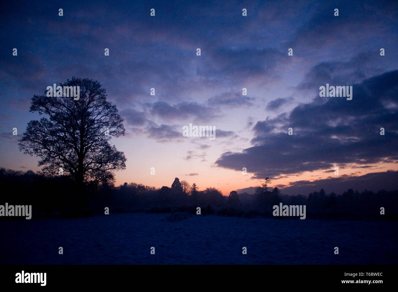 Black tree silhouette hires stock photography and images Alamy