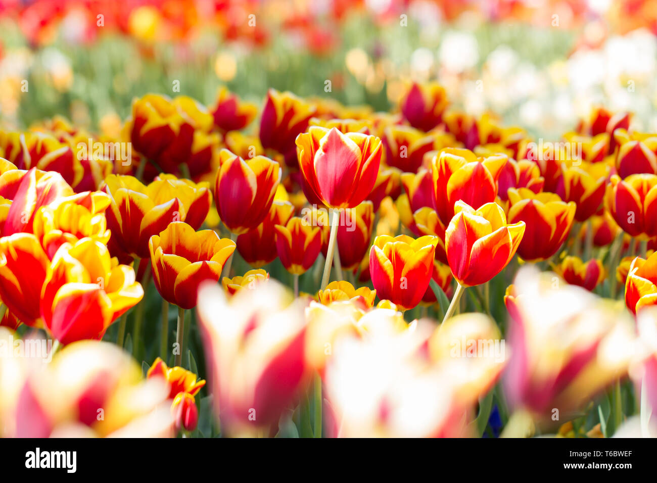 Tulip blooming season in the Netherlands, Europe Stock Photo Alamy
