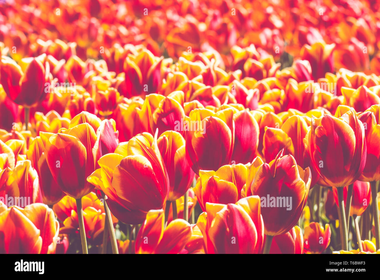 Tulip blooming season in the Netherlands, Europe Stock Photo Alamy